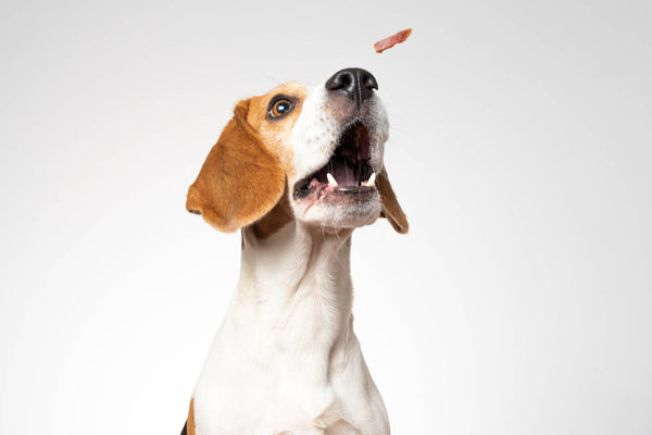 cbd chien huile vs friandises