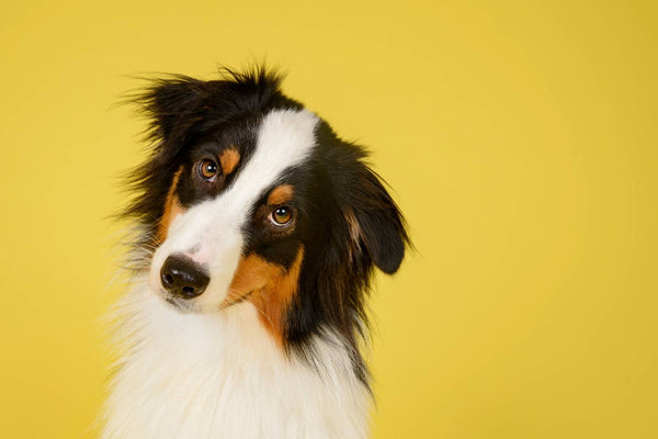 CBD pour les chiens stressés