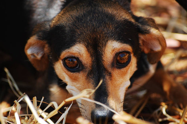cbd pour chiens anxiete separation